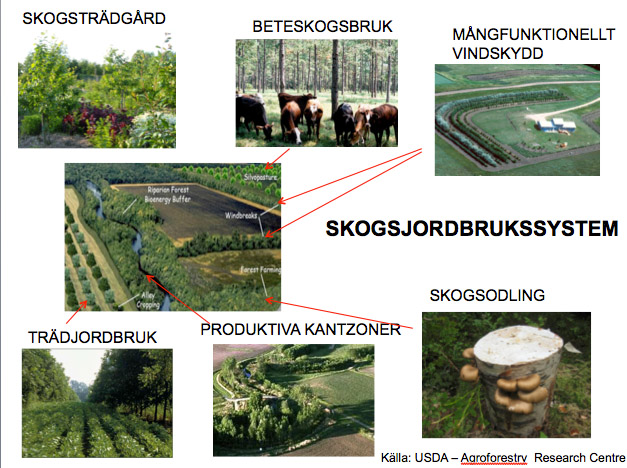 mindmap